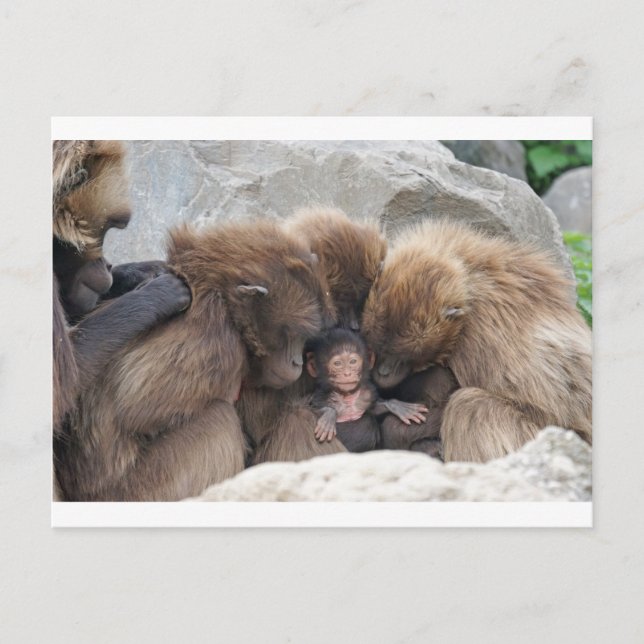 Ape Postkarte (Vorderseite)