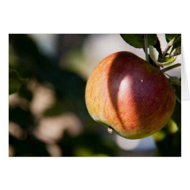 Apfel (Vorderseite (Horizontal))