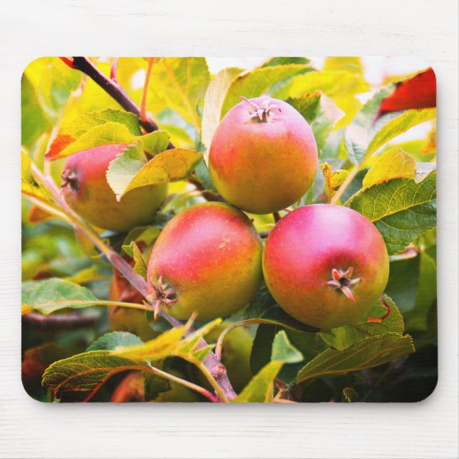 Äpfel am Baum Mousepad (Vorne)