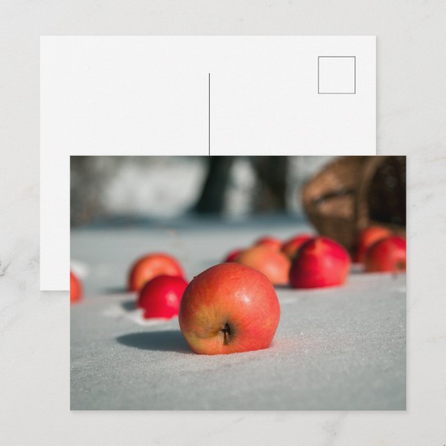 Äpfel auf dem Schnee Postkarte (Vorne/Hinten)