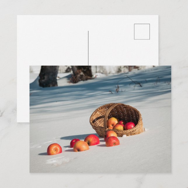 Äpfel auf dem Schnee Postkarte (Vorne/Hinten)