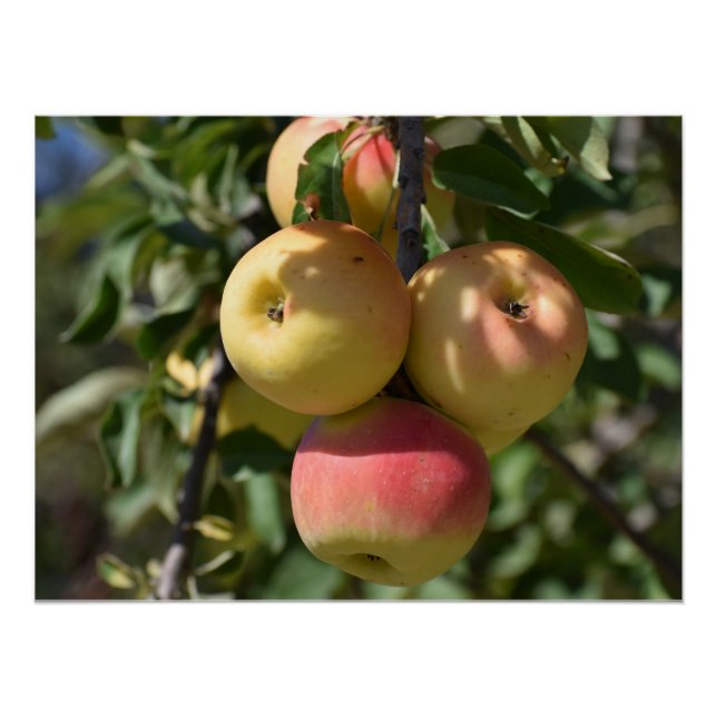 Äpfel auf einem Baum in Paphos, Zypern Poster (Vorderseite)