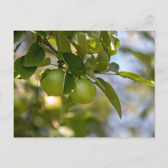 Äpfel auf Zweig Postkarte (Vorderseite)