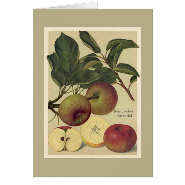 Apfel-botanische Frucht (Vorne)