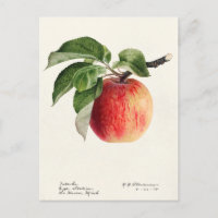 Apfel (Malus Domestica) Frucht Aquarellmalerei