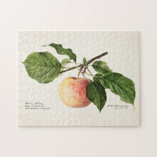 Apfel (Malus Domestica) Frucht Aquarellmalerei Puzzle