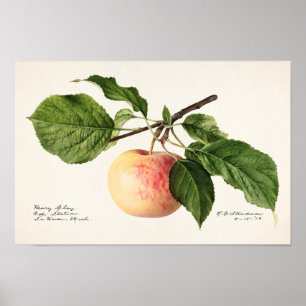 Apfel (Malus Domestica) Fruchtfarben Poster