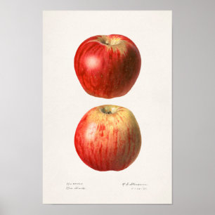 Äpfel (Malus Domestica) Fruchtfarben Poster