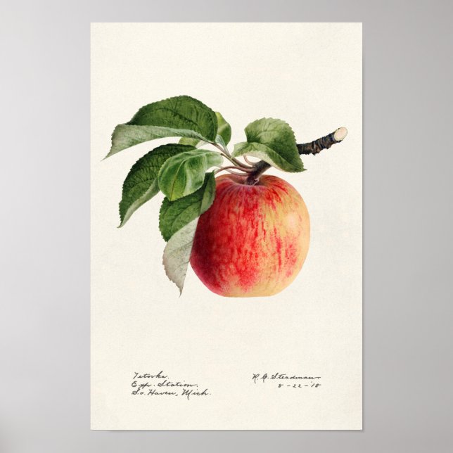 Apfel (Malus Domestica) Fruchtfarben Poster (Vorne)