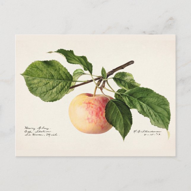 Apfel (Malus Domestica) Fruchtfarben Postkarte (Vorderseite)