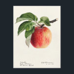 Apfel (Malus Domestica) Fruchtfarben Postkarte<br><div class="desc">Apple (Malus Domestica) (1918) von Royal Charles Steadman.</div>