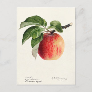 Apfel (Malus Domestica) Fruchtfarben Postkarte