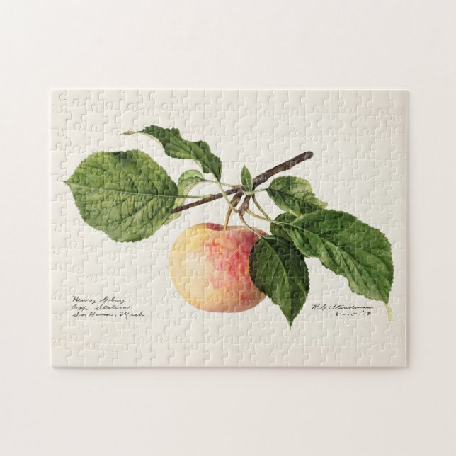 Apfel (Malus Domestica) Fruchtfarben Puzzle (Horizontal)