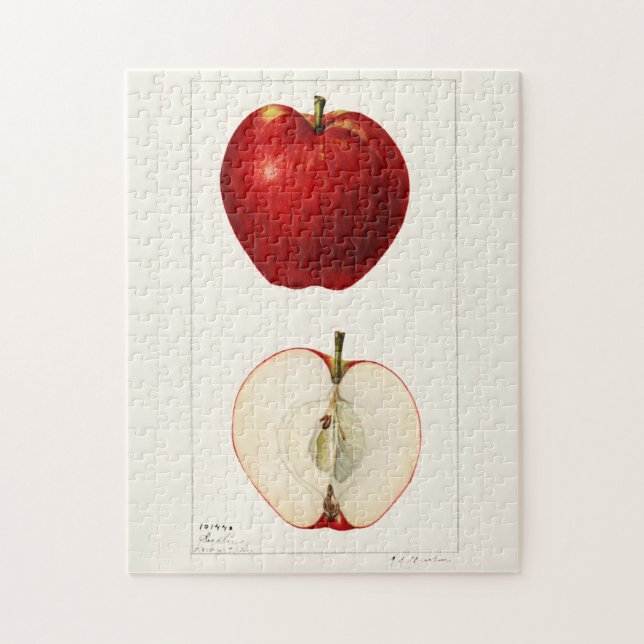 Äpfel (Malus Domestica) Fruchtfarben Puzzle (Vertikal)