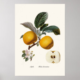 Apfel Poster