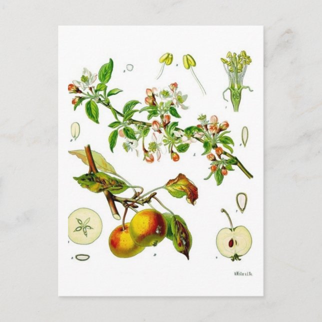 Apfel Postkarte (Vorderseite)