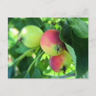 Äpfel Postkarte