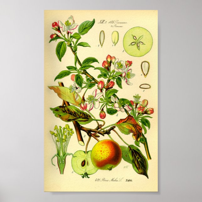 Apfel (Pyrus malus) Poster (Vorne)