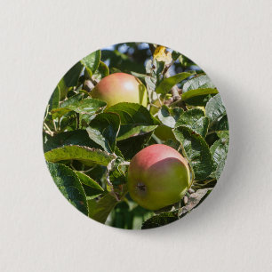 Äpfel reifen an einem Apfelbaum Button