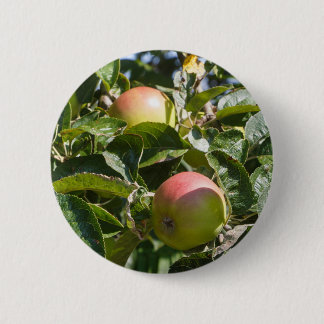 Äpfel reifen an einem Apfelbaum Button