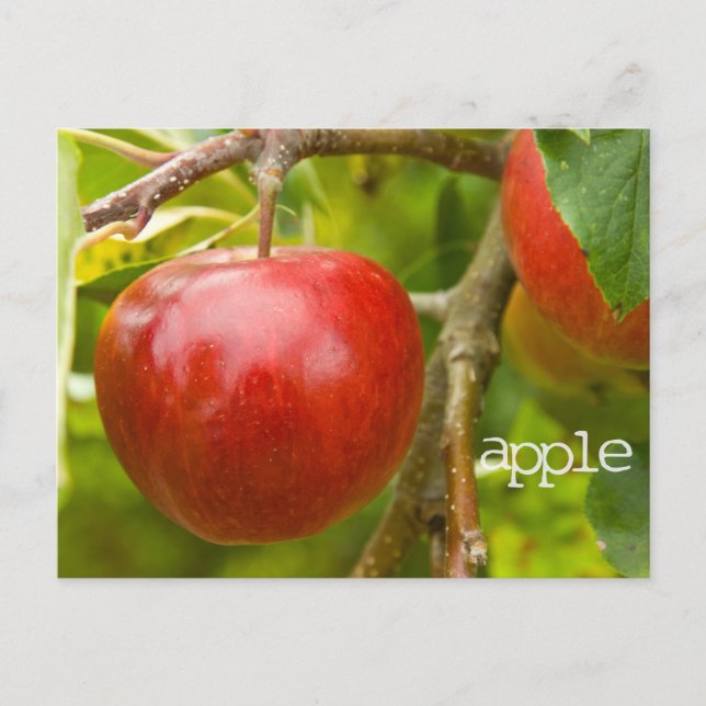 "Apfel"-Schrift Postkarte aus den Sprichwörtern 7: (Vorderseite)