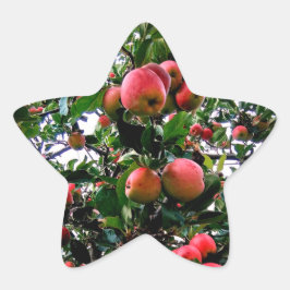 Äpfel Stern-Aufkleber