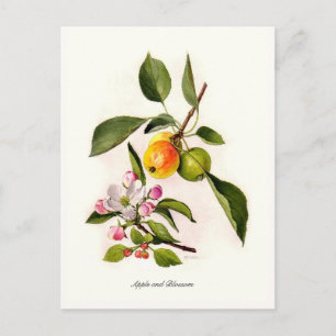 Apfel und Blüte Postkarte