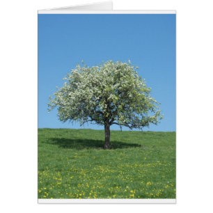 Apfelbaum