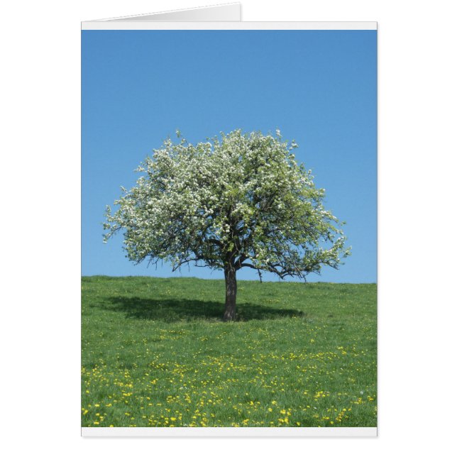 Apfelbaum (Vorne)