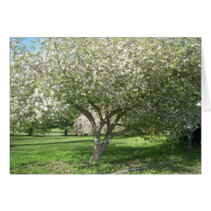 Apfelbaum in Bloom