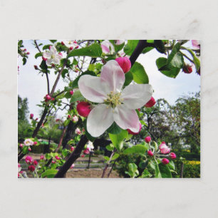 Apfelbaum in Blüte Postkarte