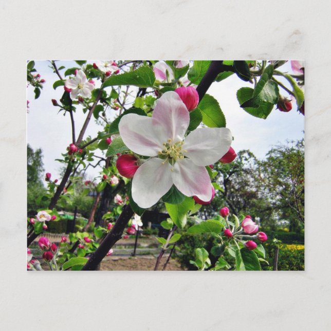 Apfelbaum in Blüte Postkarte (Vorderseite)
