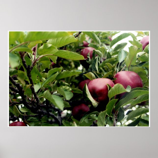 Apfelbaum Poster (Vorne)