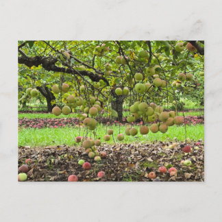 Apfelbaum Postkarte