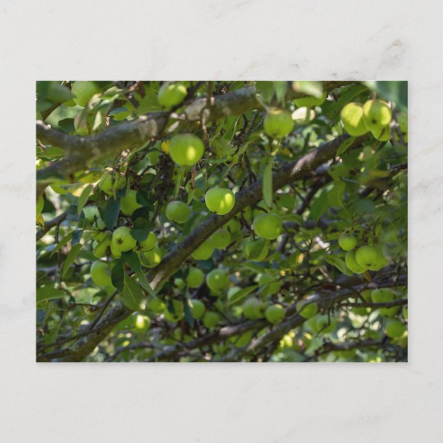 Apfelbaum Postkarte (Vorderseite)