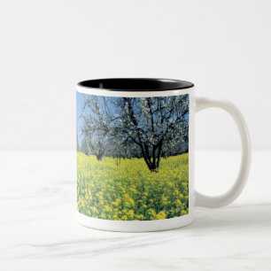 Apfelbäume auf einem Senfgebiet, Napa Valley, Zweifarbige Tasse