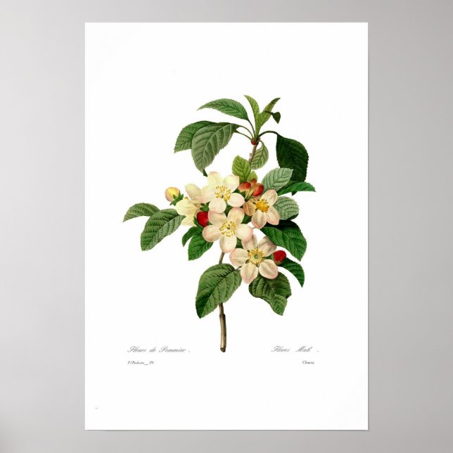 Apfelblüte Poster (Vorne)