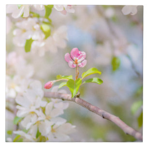 Apfelblüte - Schönheit Fliese