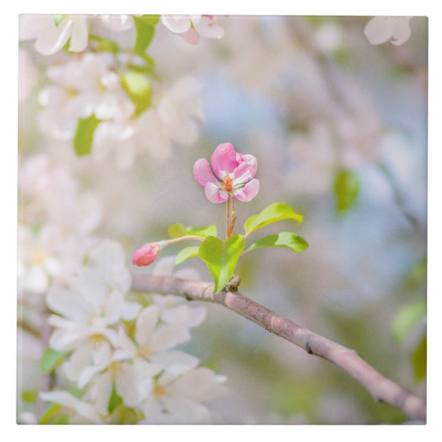 Apfelblüte - Schönheit Fliese (Vorderseite)