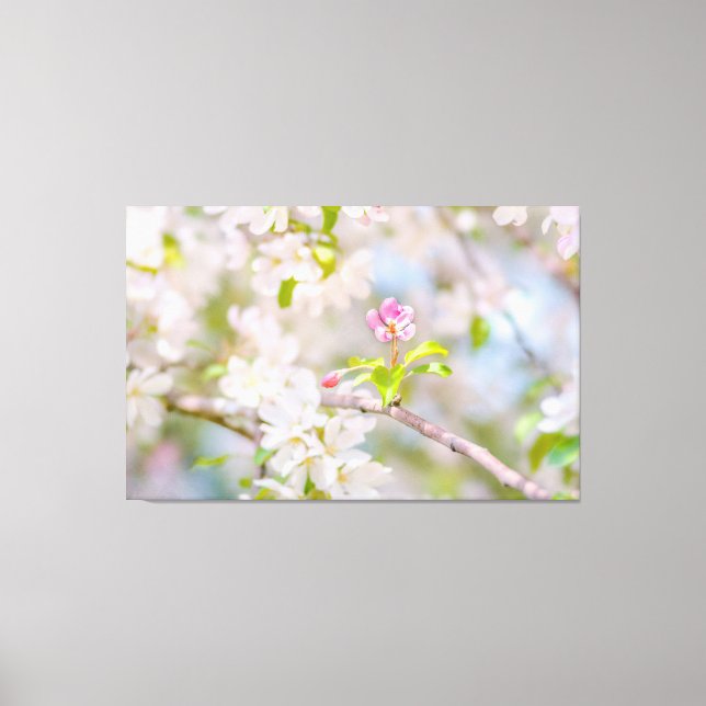 Apfelblüte - Schönheit Leinwanddruck (Vorderseite)