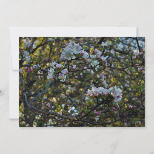 Apfelblüten