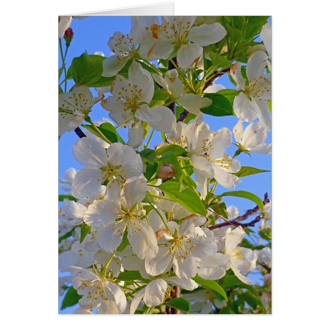 Apfelblüten (Vorne)