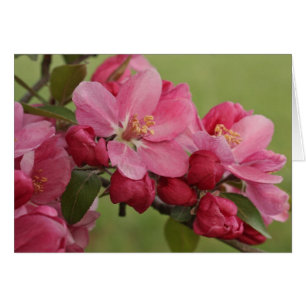 Apfelblüten