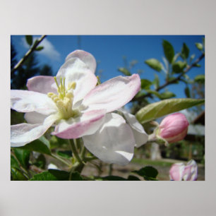 APFELBLÜTEN Blumen Kunst Drucke Gerahmte Kunst