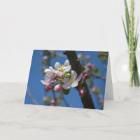 Apfelblüten - Ein blühender Apfelbaum