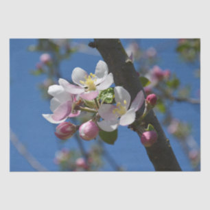 Apfelblüten - Ein blühender Apfelbaum Seidenpapier