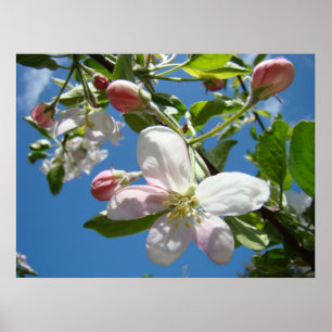 APFELBLÜTEN FRÜHLING Blumen Kunst Drucke Poster