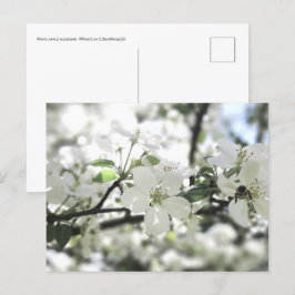 Apfelblüten Frühlingsbaum Natur Fotografie Postkarte
