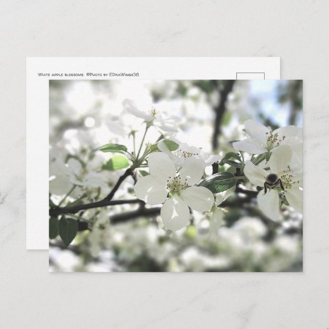 Apfelblüten Frühlingsbaum Natur Fotografie Postkarte (Vorne/Hinten)