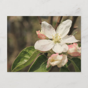 Apfelblüten in Sonnenschein, Naturfotografie Postkarte